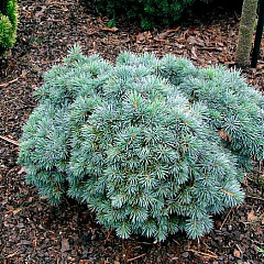 Ель колючая "Поркупин" (Porcupine)